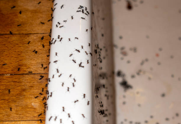 Best Flea Control Services  in Madison Center, CT